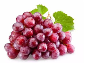 红复色红宝石美植袋苗和营养杯苗基地报价揭秘