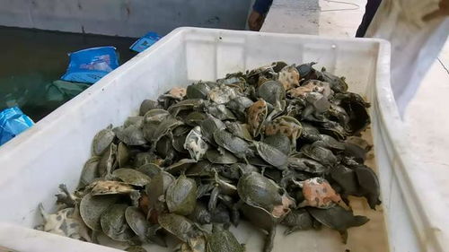 水蛭满月苗培训班揭秘水蛭人工养殖高产技术