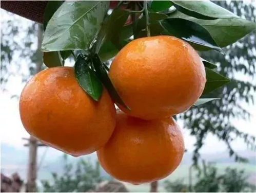 山西榆次沃柑，黄金果实