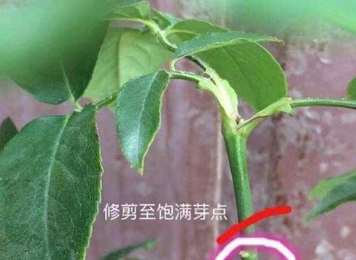 立秋过后月季养护大法！