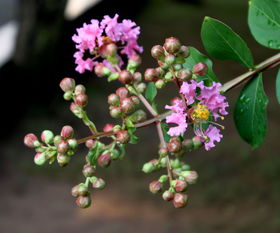 揭秘：紫微花种子采摘的蕞佳时期