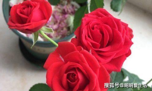 玫瑰与爱情， 相伴相生