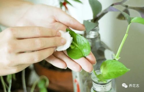 病虫害防治， 花草的小医生