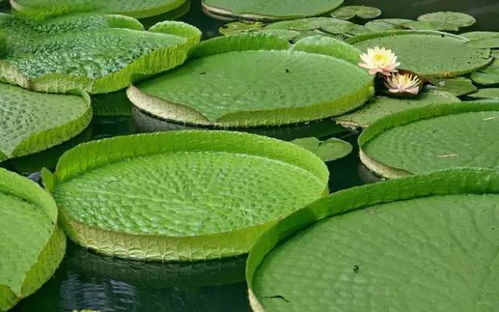 四季变化， 植物也会随之变化