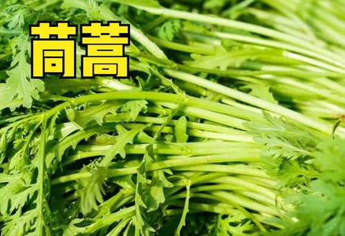 五月份适合种植的蔬菜