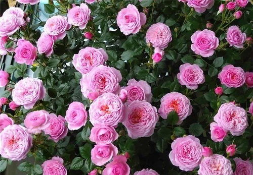 新手花友月季挑选攻略：如何找到你的月季小宝贝