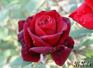 花儿的美丽大揭秘