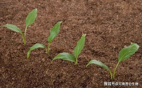 开心果树的适应力：土壤的宽容之心