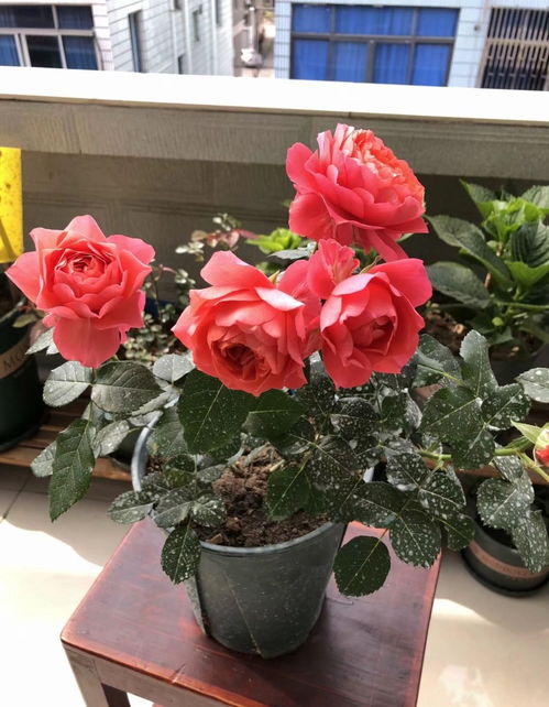 品种特点， 荷兰迪瑞特DeRuiter的精心培育