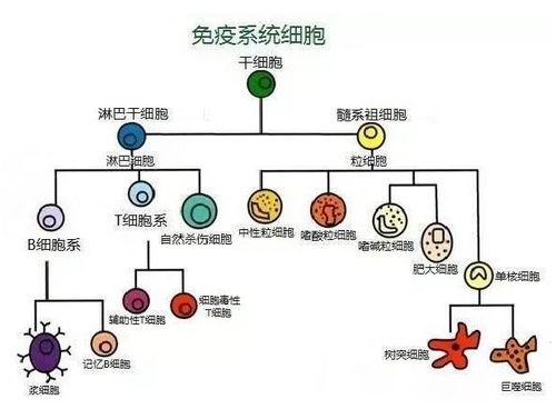 免疫的考验：农药对免疫系统的破坏