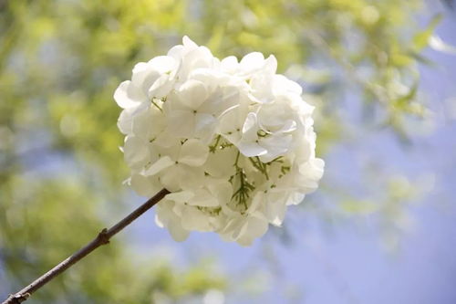 雪松树花的花语揭秘