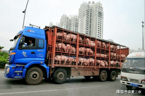 青岛胶南今日生猪价格受哪些市场动态和影响因素影响，未来趋势如何预测？
