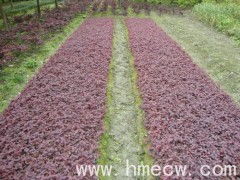 绿色带、红花继木、栀子花、非洲茉莉等：美化校园，净化空气