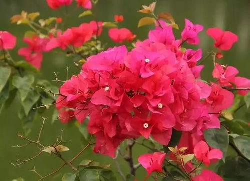 适合八月份种植的花儿们