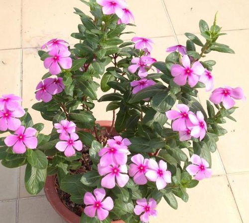 月季（蔷薇科战神）