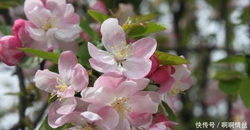 园林应用与观赏价值