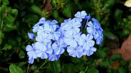 夏日花卉种植小攻略：耐高温与暴雨后的开花奇迹