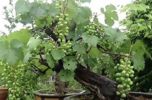 李姐的“防雨套餐”