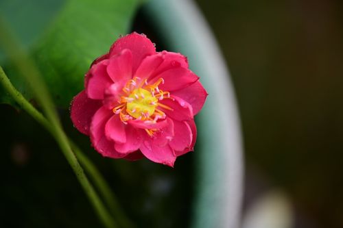 睡莲， 家里的一抹清新