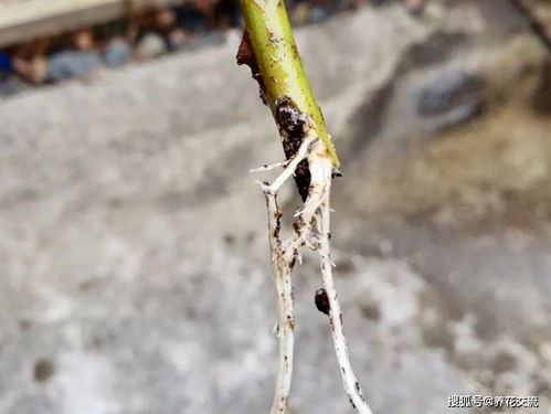 月季花枝条扦插，快速繁殖新株