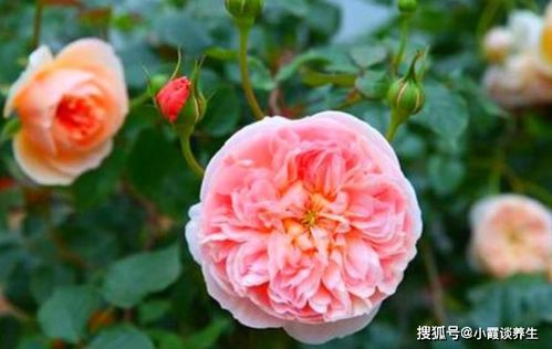 伦巴舞的爱， 月季花的浪漫