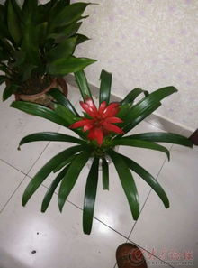 鸿运当头植物花怎么画？