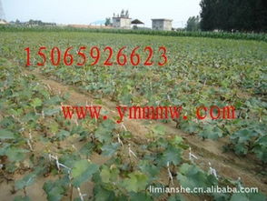 山东农泽苗木基地：丰富的苗木品种， 繁茂的绿色天堂