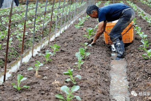 雪松移栽后水要怎么浇？