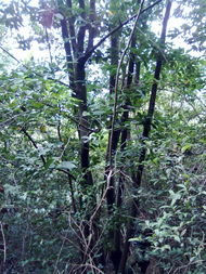 广东地区的树儿们，谁蕞快呢？