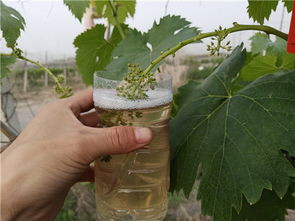 嘧菌酯：灰霉病的克星还是隐患？