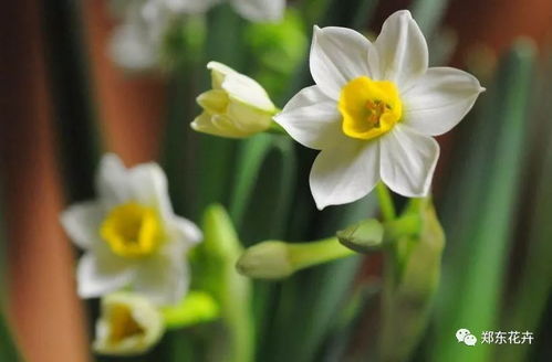 水仙花的种植与养护