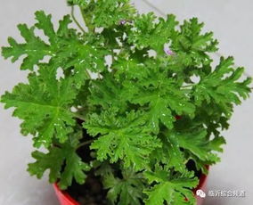 薄荷：清凉夏日 蚊虫远离