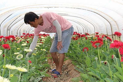 月季香飘旱塬促增收