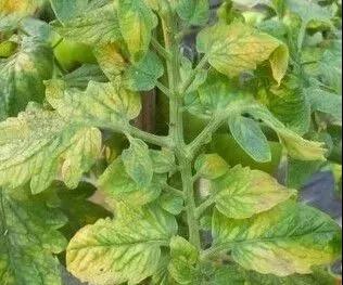 掉跟了咋办呢？