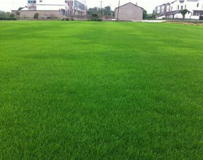 适合树荫下种植的草坪植物类型