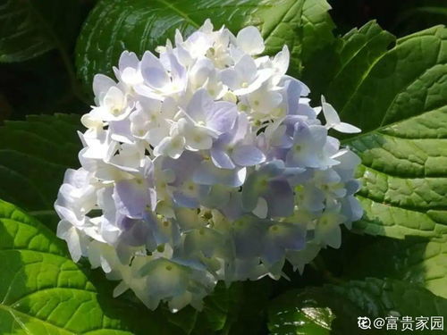 室内光照不足，有没有什么超级耐阴的花可以养呢