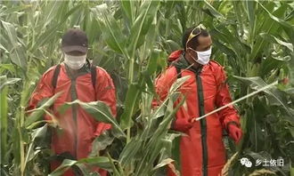 那些农作物Ke以不用喷农药种植，自然生长？