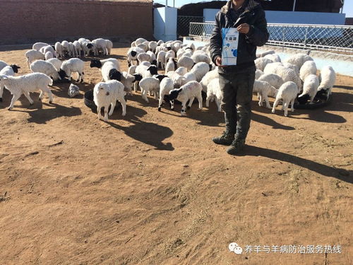 养羊放牧需注意羊群管理、草场选择、疾病预防等问题