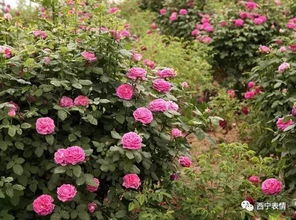 苦水玫瑰的历史溯源