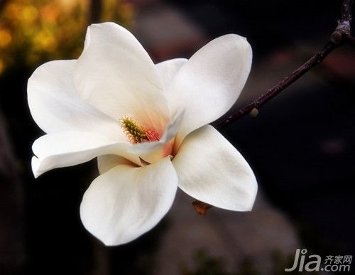白玉兰的花语是纯洁与高贵，那么如何通过白玉兰传递清新高雅之美呢