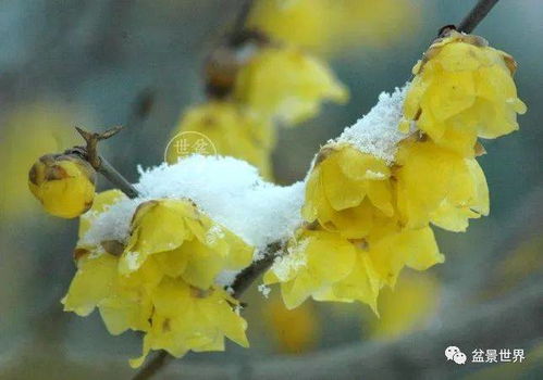 腊梅的形状， 颜色和香气大揭秘