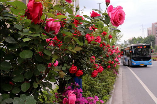 春日繁花，装点鹤庆县城