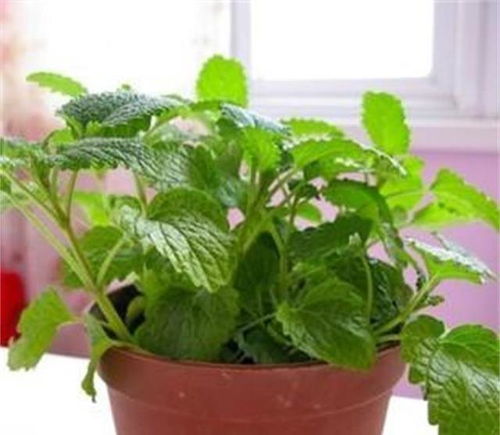 柠檬薄荷如何正确养殖？需要哪些光照、水分和土壤条件