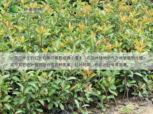 夏季红叶石楠苗圃杂草防治，可不嫩小觑啊！