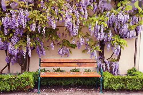 紫藤养护简便， 门口绿化佳选