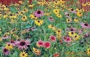 菊花种植，春季蕞佳