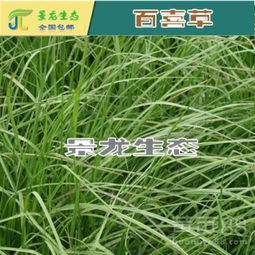 草种挑选，步步为营