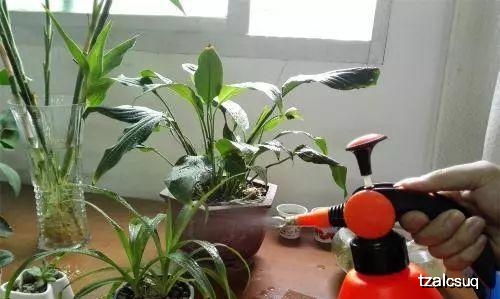 辣椒苗长虫子的解决办法