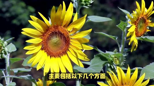 向日葵的花语是什么它如何成为永远快乐的秘诀