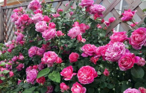 1. 红色龙沙宝石月季：红红火火的美